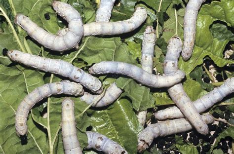 Silkworms On Mulberry Leaves Stock Image C0057809 Science Photo Library