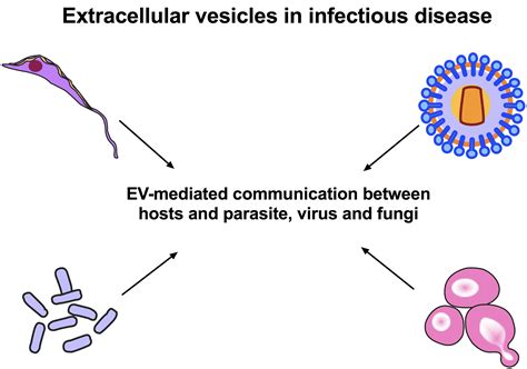Frontiers Editorial Extracellular Vesicles In Infectious Diseases