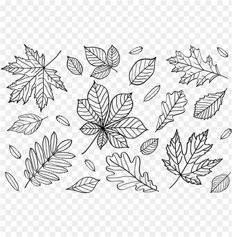 Clipart Autumn Leaves Outlines Png Fall Leaf Outline Line Art PNG