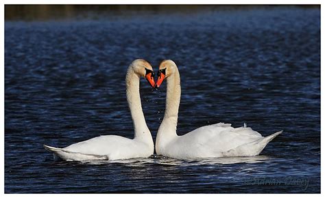 Adrian Davey Bird And Wildlife Photography Mute Swan Courtship 2