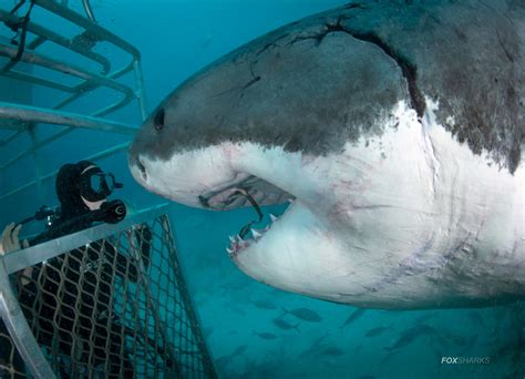 5 Day 5 Night Great White Shark Cage Diving Tour Backpacker Deals