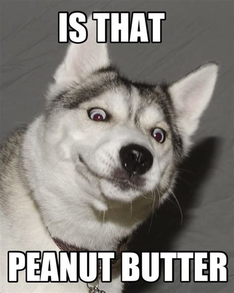 30 Hilarious Husky Jokes The Best Husky Puns And Memes