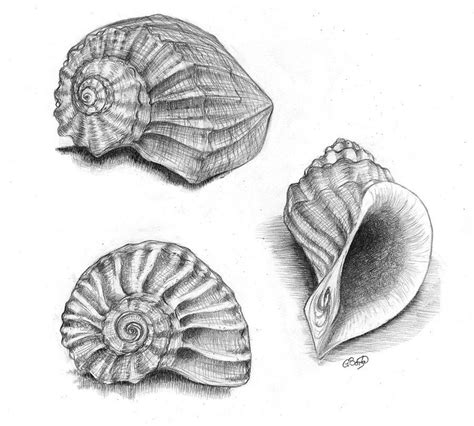 Drawings of paints and pencil. Sea Shells by SaphireKitsune on deviantART | Nature ...