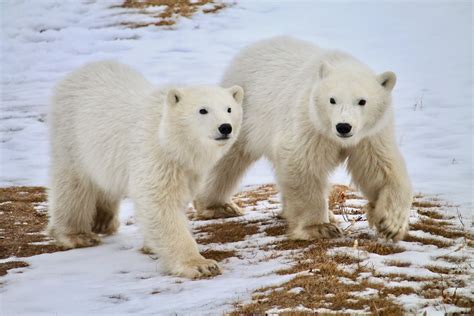 Why Are There So Many Polar Bears In Churchill In The Fall
