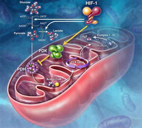 Hif 1 Inhibition Of Mitochondria And Cell Metabolism Art As Applied
