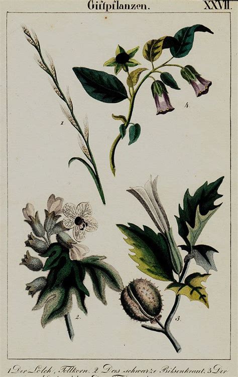 1833 Antique Print Of Poisonous Plants Hand Colored Engraving