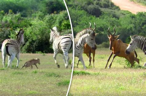 Animal News 2017 Evil Zebras Try To Kill Hartebeest Calf In Shock