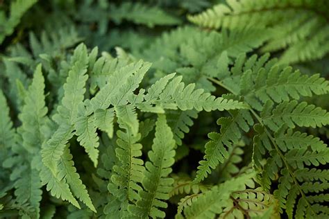 Ferns Plants