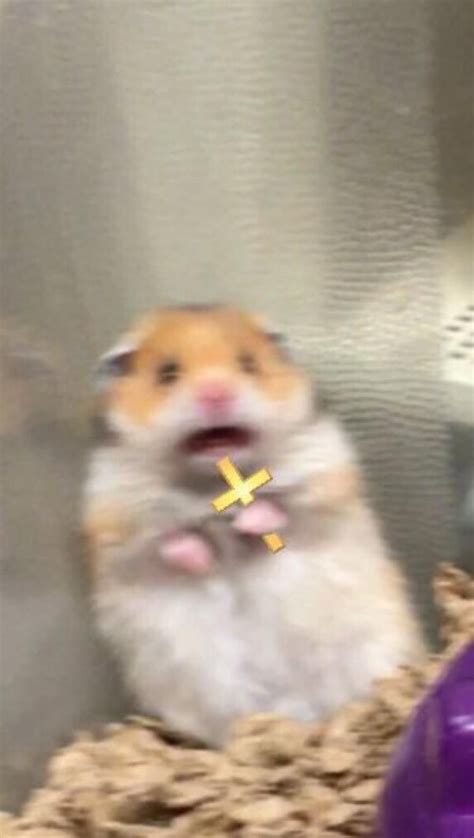 Crucifix Scared Hamster Cute Memes Funny Animals Memes