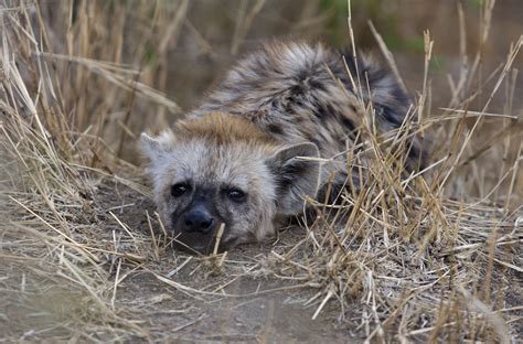 A Relaxed Hyena Pup Kruger National Park South Africa Rhyenas