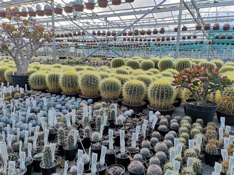 Southfield Nursery Bourne Uk The Largest Cactus Farm In The Country