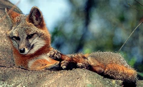 Grey Fox Urocyon Cinereoargenteus Photograph By Millard H Sharp Fine