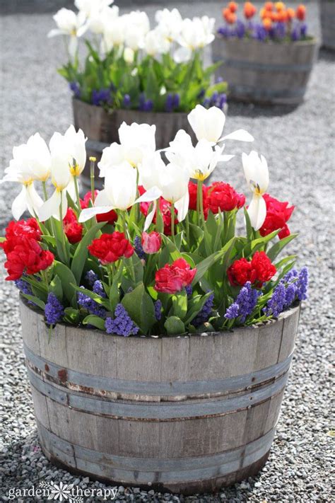 Planting Bulbs In Pots Overwinter Grow Spring Blooms This Fall