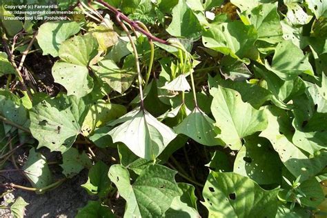 Plantfiles Pictures Sweet Potato Jewel Ipomoea Batatas By Farmerdill