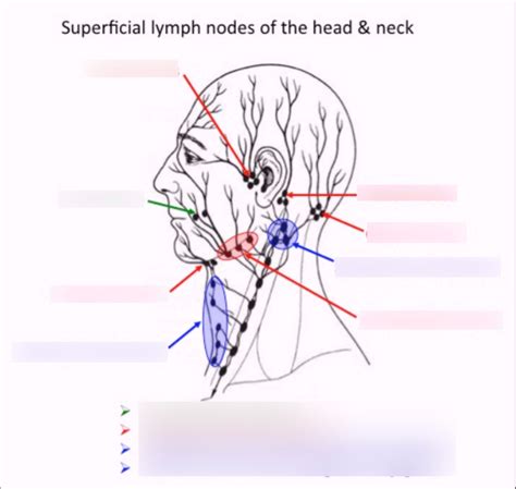 Superficial Lymph Nodes Diagram Quizlet