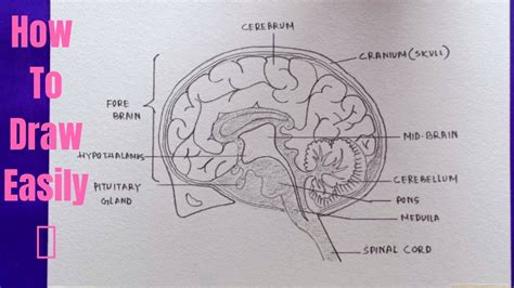 How To Draw Diagram Of Human Brain Easily Step By Step Drawing Of