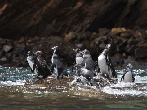 Galápagos Penguin Biology Center For Ecosystem Sentinels
