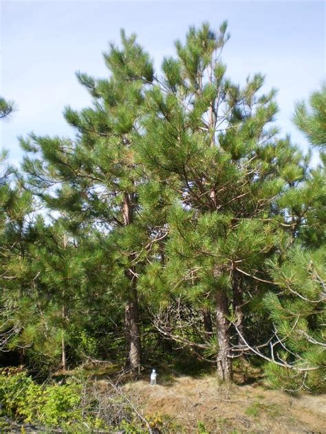 Norway Pine Red Pine Tree Facts Identification Habitat Pictures