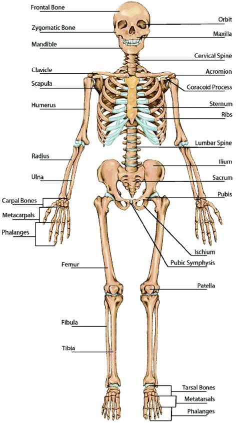 7 Structure Of The Skeleton Image Reproduced With Permission From