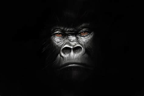 Gorilla By Jmont On Deviantart