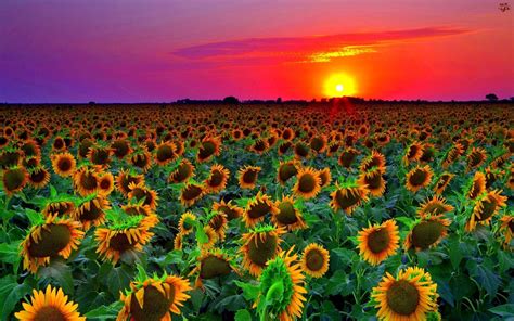 Sunflower Field Sunset Wallpaper Hd 8589131