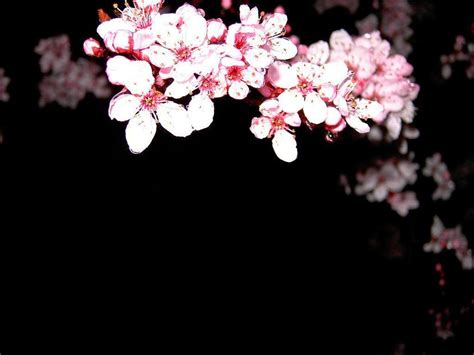 Japanese Cherry Blossom Black Background Zerkalovulcan