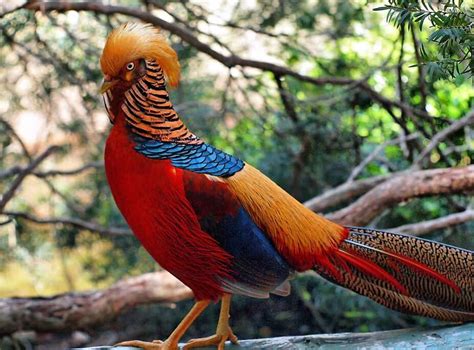 Golden Pheasant One Of The Most Colorful Bird In The World Top10animal