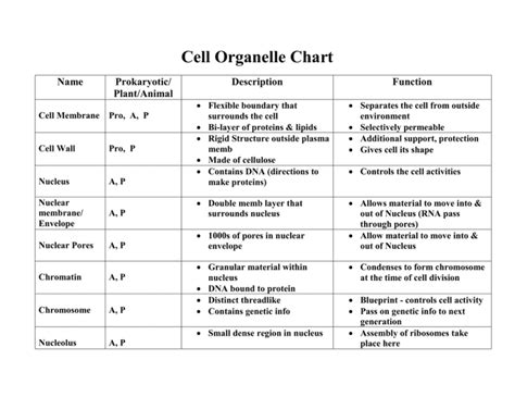 Organelles Functions And Examples Of Cell Organelles