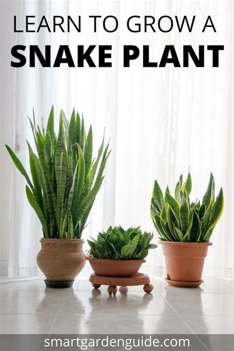 They can also grow under these evergreen plants are super chill and easy to care for. Snake Plant Care - Top Tips For Growing Sansevieria ...