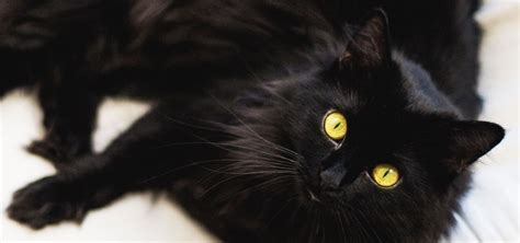 La Superstition Du Chat Noir Est Ce Un Mythe Ou Une Réalité