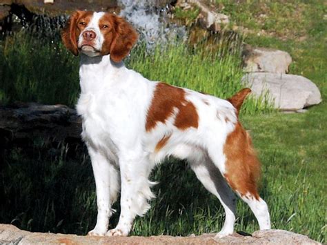Brittany Dog History Temperament Care Training Feeding And Pictures