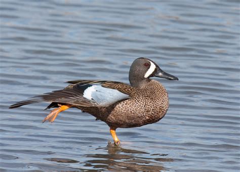Blue Winged Teal Anas Discors