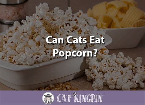 Popcorn has much too much salt or sugar for a cats digestive system to handle. Can Cats Eat Popcorn? - Cat Kingpin