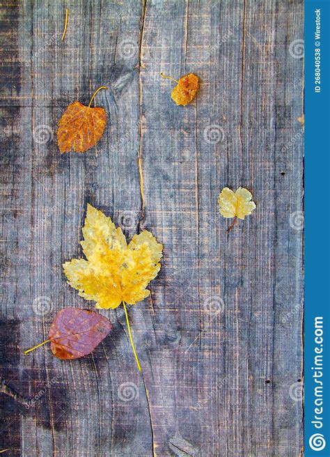 Vertical Background Of Fall Leaves On The Wood Stock Photo Image Of