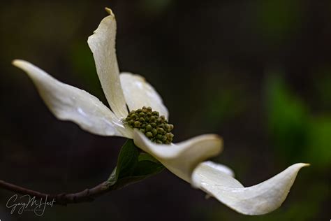 Dogwood Close Up Yosemite Eloquent Images By Gary Hart