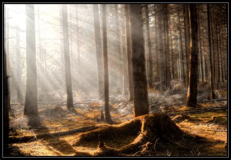 Fond d écran lumière du soleil des arbres forêt Matin brouillard
