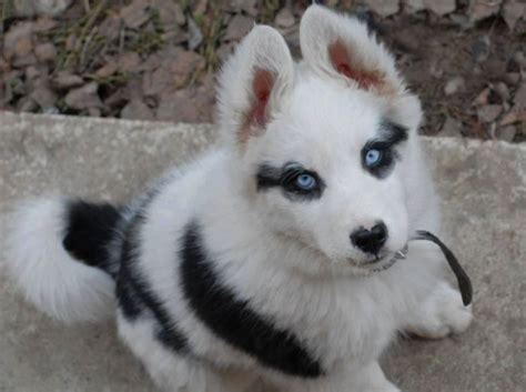 20 Animals Famous For Their Unusual Fur Markings Animals Puppies