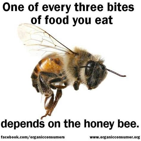 Pin On Bees And Honey