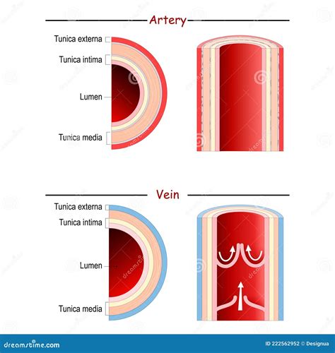 Vein And Artery Anatomy Comparison And Difference Stock Vector Illustration Of Intima