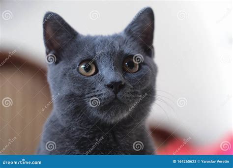 Gray Cat Of British Breed Looks With Large Yellow Eyes Stock Image
