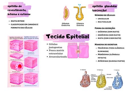 Tecido Epitelial Tecido Epitelial Tecidos Histologia