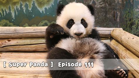 【super Panda】episode 111 Ipanda Youtube