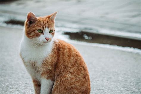 How Long Do Cats Live Ageing And Your Feline Vetwest Veterinary Clinics
