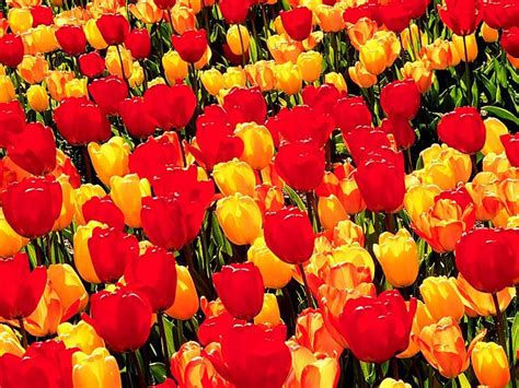 Wallpaper Tulips Flowers Bright Sunny Spring Mood 1500x1125