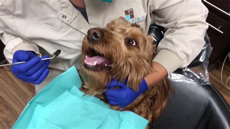 Do Dogs Go To The Dentist