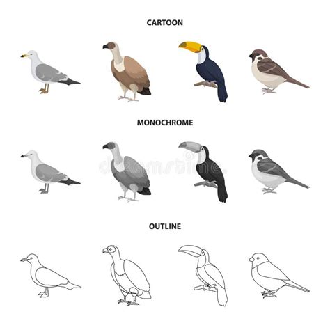 Gull Toucan And Other Species Birds Set Collection Icons In Cartoon