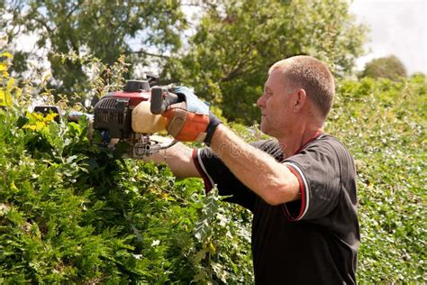 Man Trimming Hedge With Motorised Cutter Stock Photo Image Of
