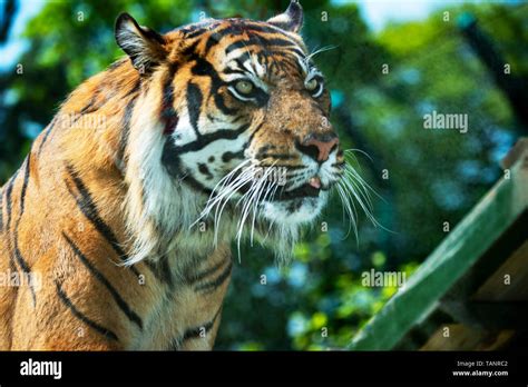 Male Sumatran Tiger Hi Res Stock Photography And Images Alamy