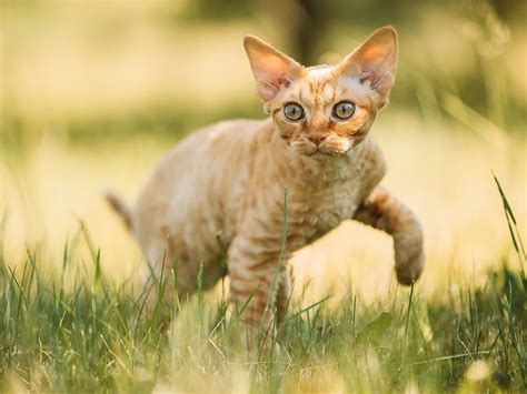 10 Most Popular Cat Breeds 2021 Ukpets