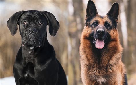 German Corso Cane Corso And German Shepherd Mix Guide Pictures Care